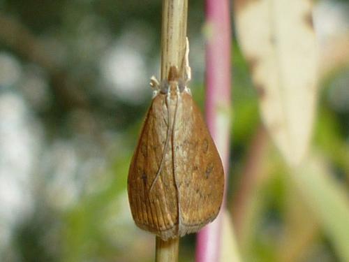 Réf. 243 573 : Udea ferrugalis